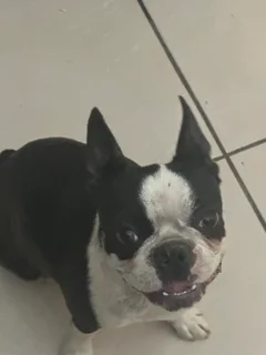 Pets - Ad posted by Val