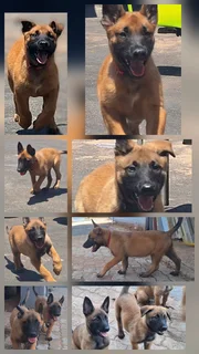 Belgian Malinois (Police Dogs)