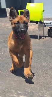 Belgian Malinois (Police Dogs)