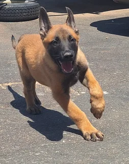 Belgian Malinois (Police Dogs)