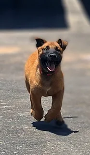 Belgian Malinois (Police Dogs)