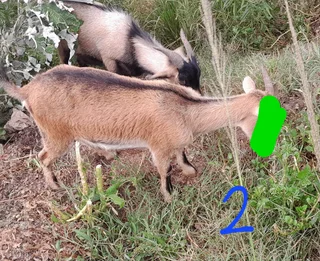 Nigerian Dwarf Goats