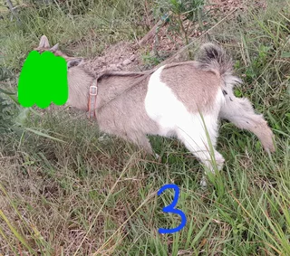 Nigerian Dwarf Goats