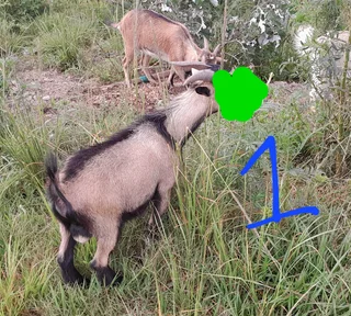 Nigerian Dwarf Goats