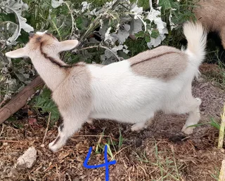 Nigerian Dwarf Goats