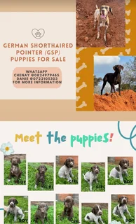 Beautiful purebred GSP Pointers