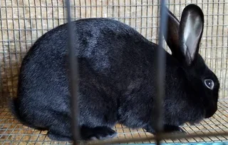 Newsland black rabbits