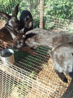 Newsland black rabbits