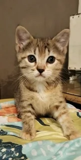 Kittens to adopt from CatzRus. Sterilisation, vaccinations, microchip included