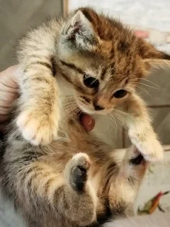 Kittens to adopt from CatzRus. Sterilisation, vaccinations, microchip included