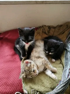 Kittens to adopt from CatzRus. Sterilisation, vaccinations, microchip included