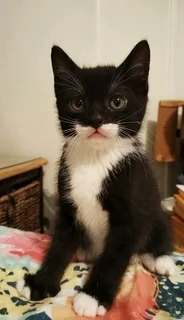 Meet Jasper - a CatzRus kitten available for adoption. Core vet care included.