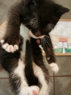 Meet Jasper - a CatzRus kitten available for adoption. Core vet care included.