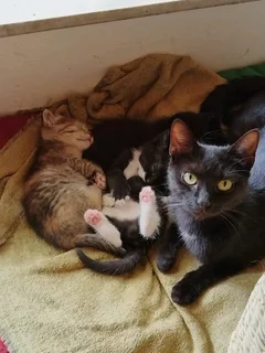 Meet Jasper - a CatzRus kitten available for adoption. Core vet care included.