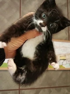 Adopt responsibly from a registered Kitten Rescue Team. Sterilisation included.