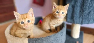 Adopt kittens in Pretoria from CatzRus Animal Welfare Team. Sterilisation included.