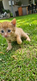 Adopt kittens in Pretoria from CatzRus Animal Welfare Team. Sterilisation included.