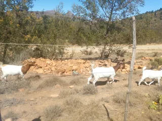 Young boergoat rams