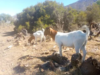 Young boergoat rams