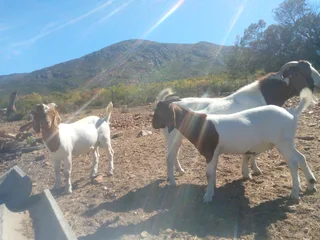 Young boergoat rams