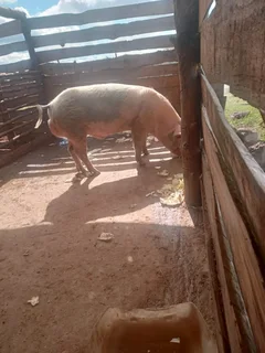 Livestock - Ad posted by anwill pedro