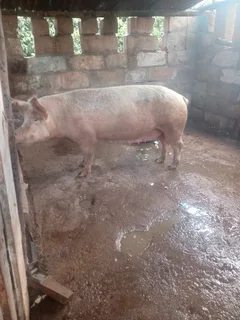 Livestock - Ad posted by anwill pedro