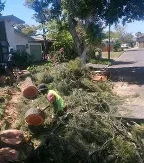 Tree Felling Service For Our Vaiued Clientsheavy Storm Is Around The Corner ⛈