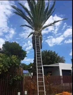 TREE FELLING SERVICE FOR OUR VAIUED CLIENTSHEAVY STORM IS AROUND THE CORNER ⛈