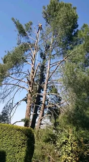 TREE FELLING SERVICE FOR OUR VAIUED CLIENTSHEAVY STORM IS AROUND THE CORNER ⛈