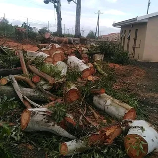 TREE FELLING SERVICE FOR OUR VAIUED CLIENTSHEAVY STORM IS AROUND THE CORNER ⛈