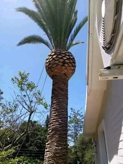 TREE FELLING SERVICE FOR OUR VAIUED CLIENTSHEAVY STORM IS AROUND THE CORNER ⛈