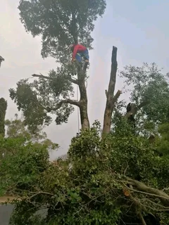 TREE FELLING SERVICE FOR OUR VAIUED CLIENTSHEAVY STORM IS AROUND THE CORNER ⛈