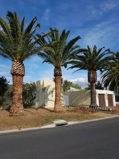 TREE FELLING SERVICE FOR OUR VAIUED CLIENTSHEAVY STORM IS AROUND THE CORNER ⛈