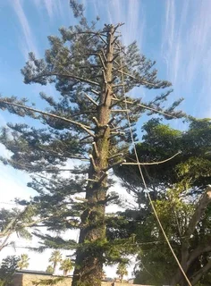 TREE FELLING SERVICE FOR OUR VAIUED CLIENTSHEAVY STORM IS AROUND THE CORNER ⛈