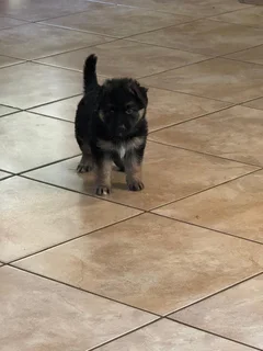 German Shepard Puppies