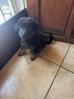 German Shepard Puppies