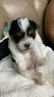 Biewer terrier pups almost ready for new loving homes 4 weeks old