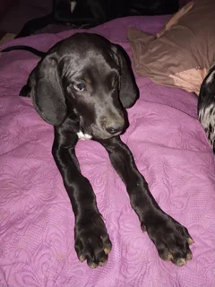 Purebred Great Dane Puppy