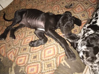 Great Dane puppy