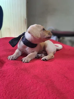 Puppies for Sale