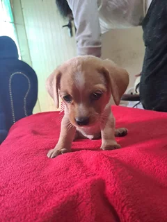 Puppies for Sale