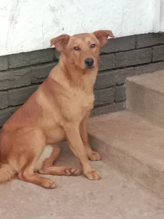 10 month old mongroe Dog