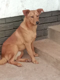 10 month old mongroe Dog