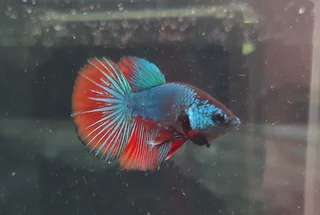 Betta fish fancy &amp; Plakat