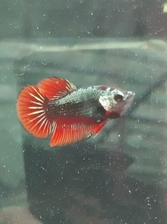 Betta fish fancy &amp; Plakat