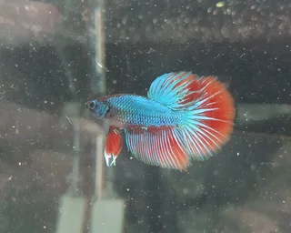 Betta fish fancy &amp; Plakat