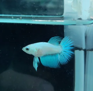 Betta fish fancy &amp; Plakat