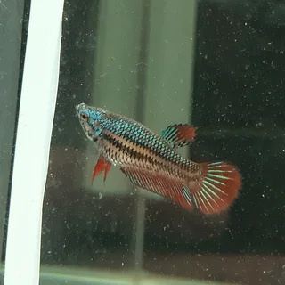 Betta fish fancy &amp; Plakat