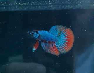 Betta fish fancy &amp; Plakat