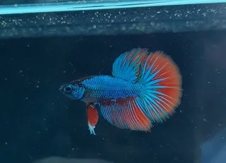 Betta fish fancy &amp; Plakat